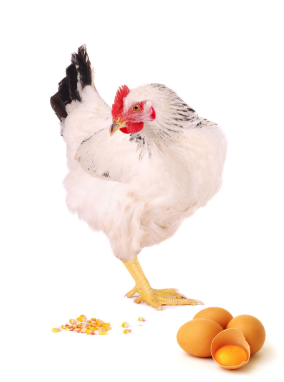 gallina-bianca-mangiare-chicchi-di-mais-colore-tuorlo-uovo-xantofille-berti-group-veneto